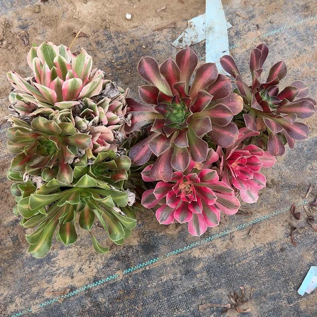 法师多肉两颗242