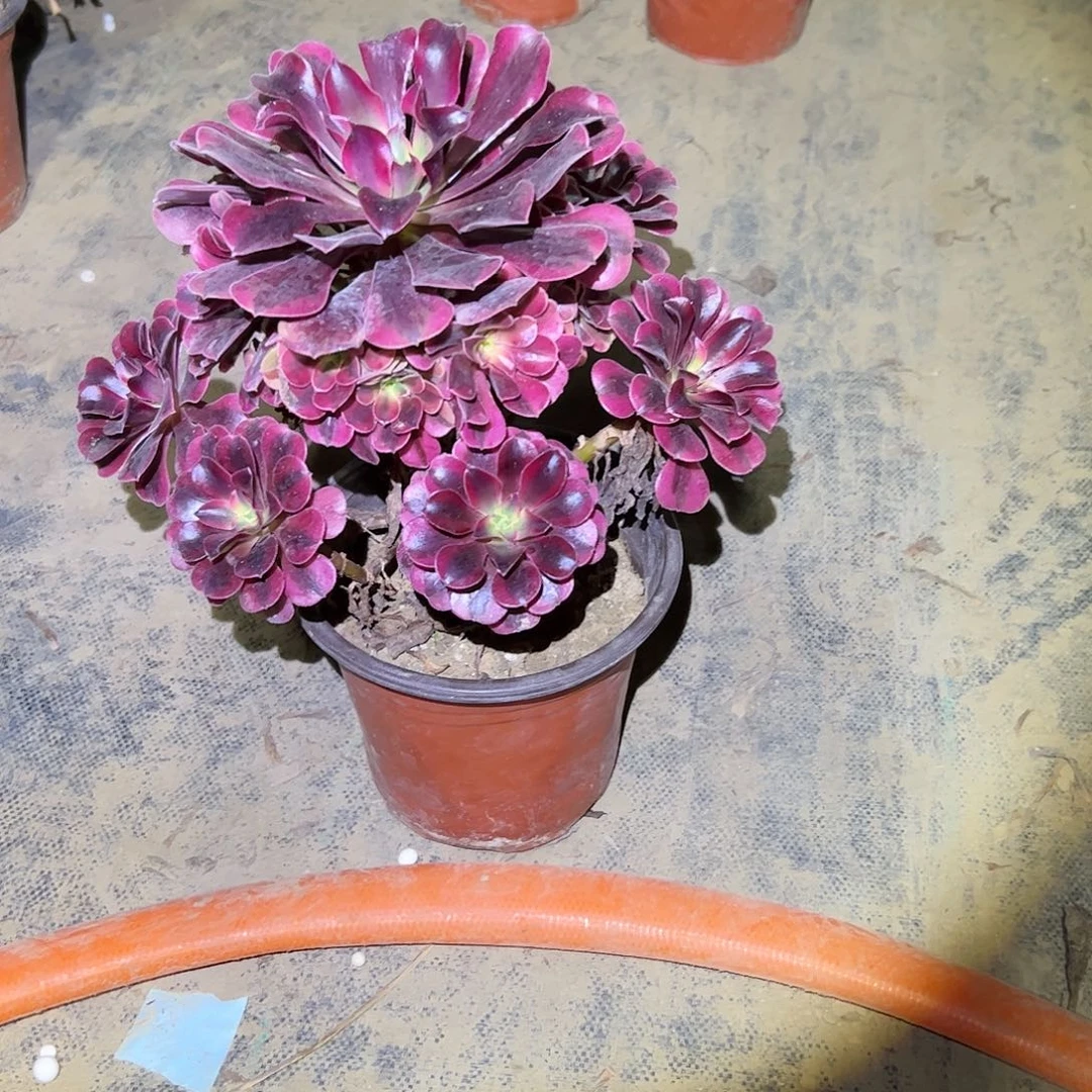 冯**火多肉法师植物链接35