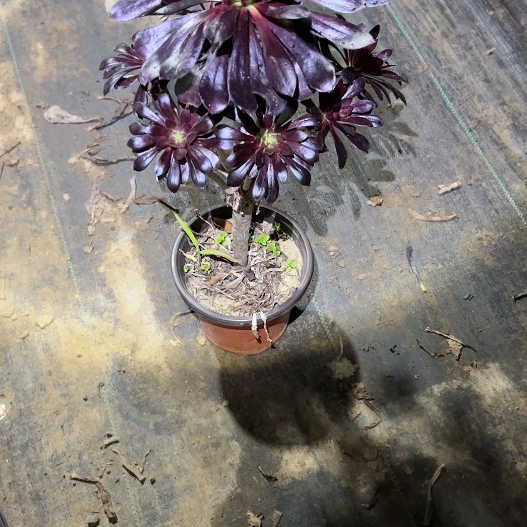 韦*魔法师一物一拍94好