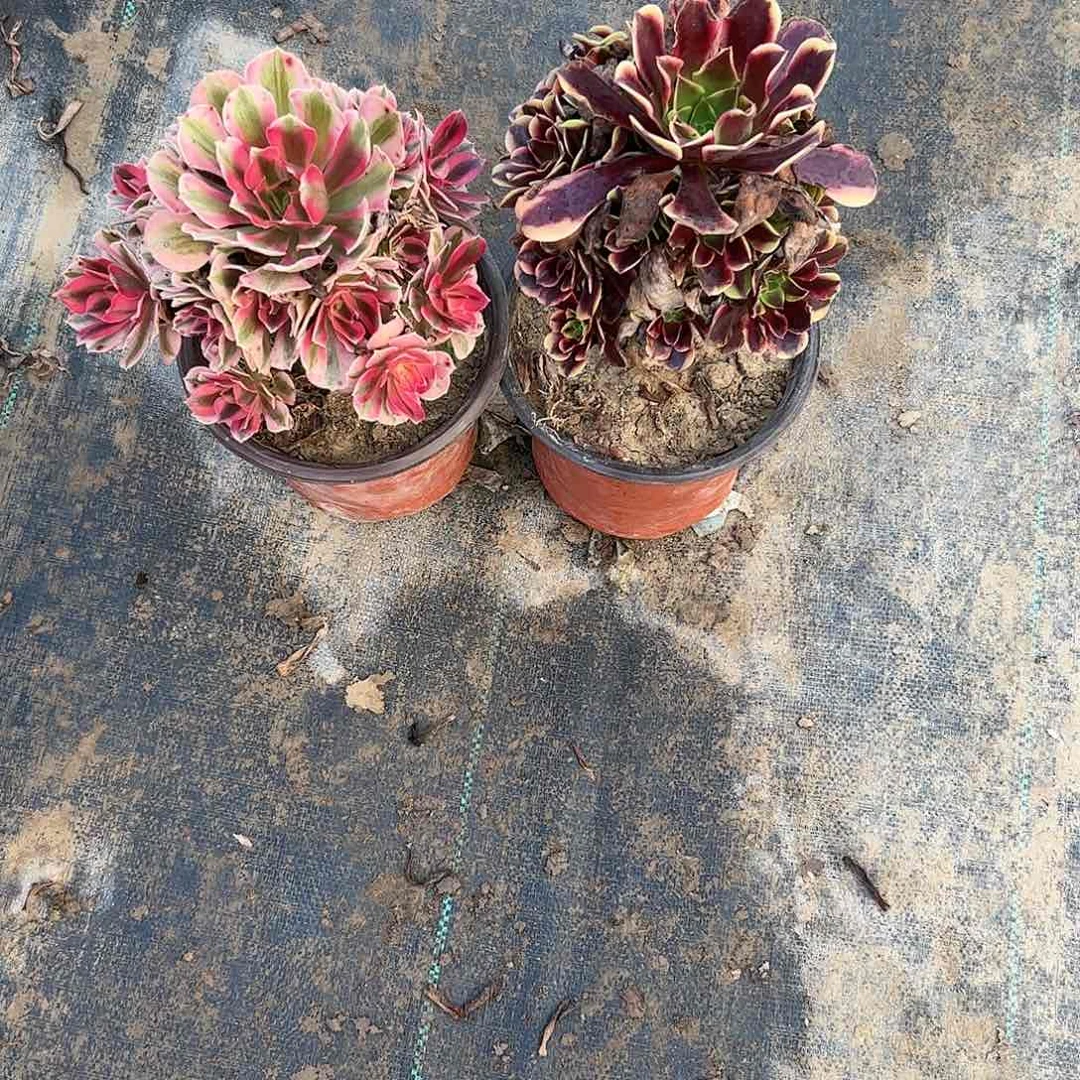 两颗法师组合一物一拍98