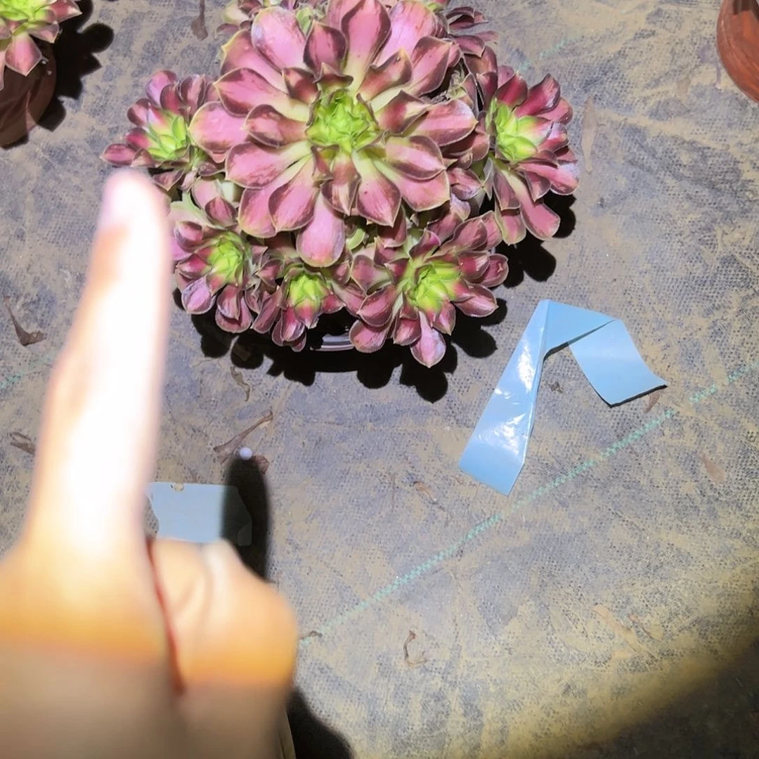 韶华法师一物一拍57