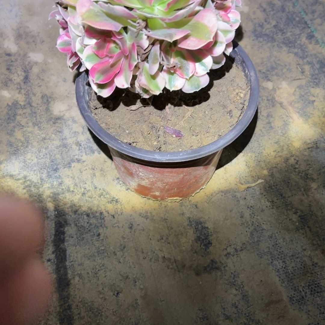 桑***妈粉女巫法师一物一拍90