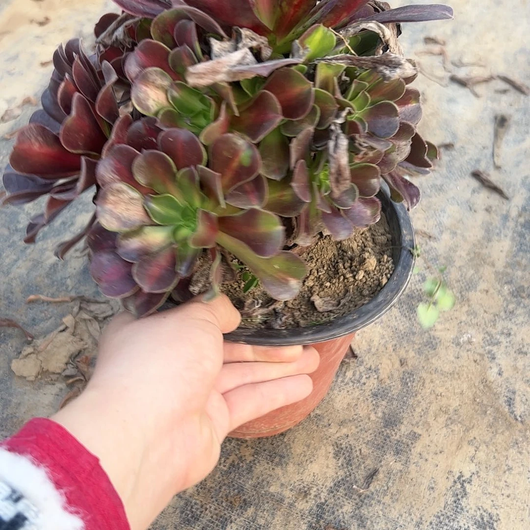 法师多肉植物链接166