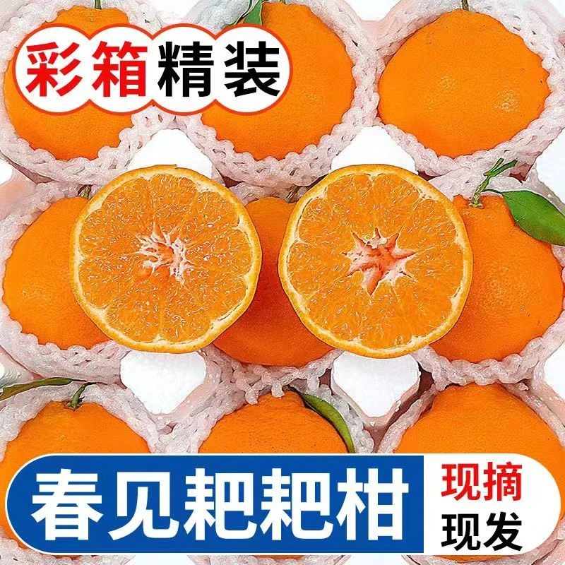 【東方籈选】四川春见耙耙柑新鲜水果丑橘粑粑柑桔子5/8斤.