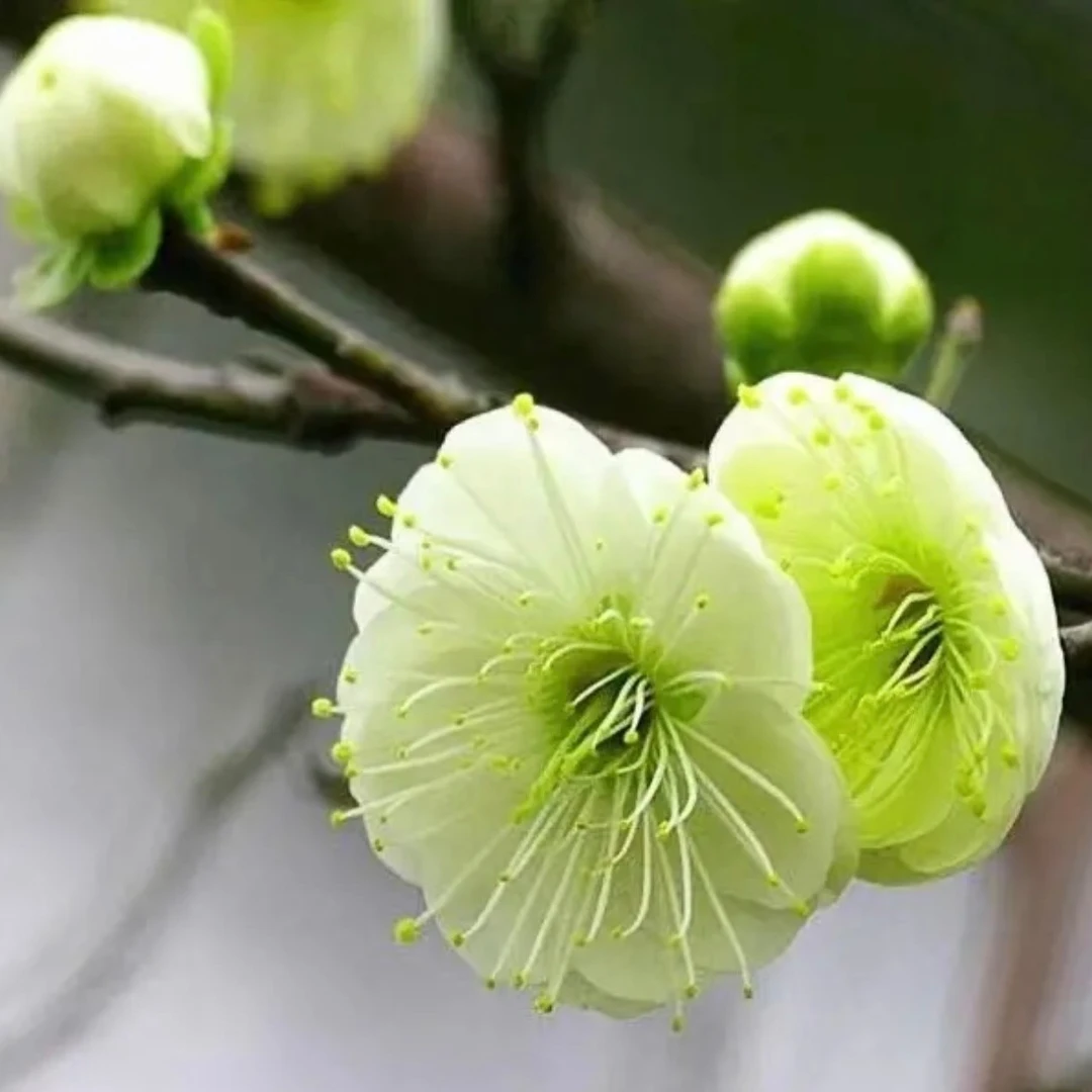 冬季精品绿鄂梅花盆景 绿梅盆栽老桩梅花耐寒耐热