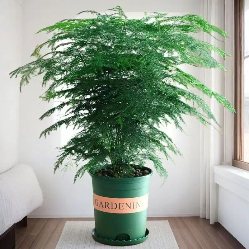 文竹盆栽绿植客厅加仑盆聚财转运绿植盆栽室内大型幸福树净化空气