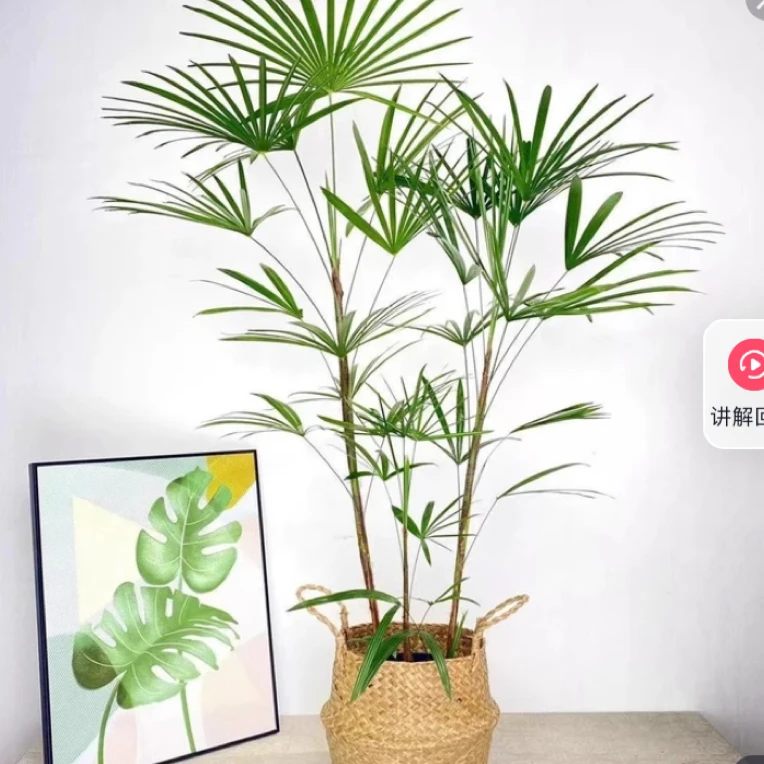 金山棕竹绿植盆栽