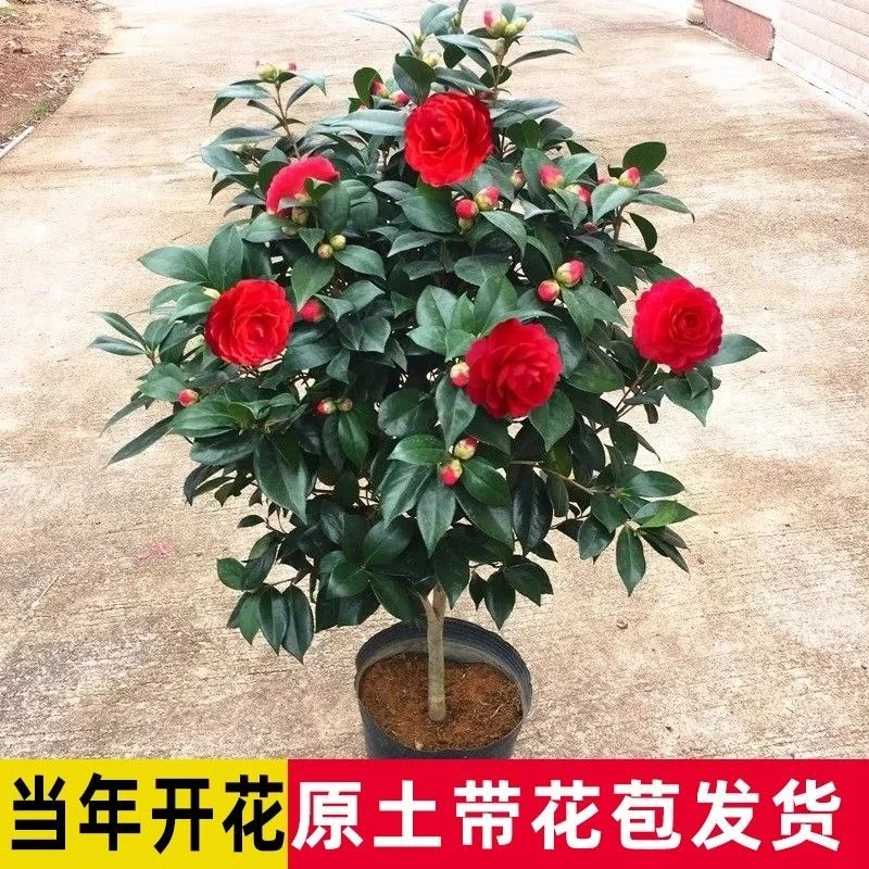 当年开花红赤丹山茶花树苗盆栽重瓣室内外耐寒好养浓香型四季常青