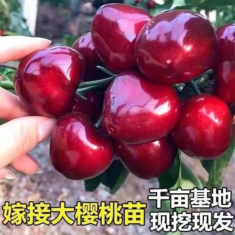 抢！19.9元3棵车厘子精品大樱桃南北方种植盆栽地栽 拍3发12棵