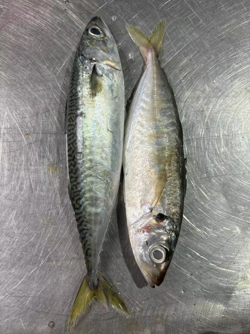 巴浪鱼花仙鱼各一半现货红烧清蒸盐焗包赔发货烹饪冷冻当天顺丰