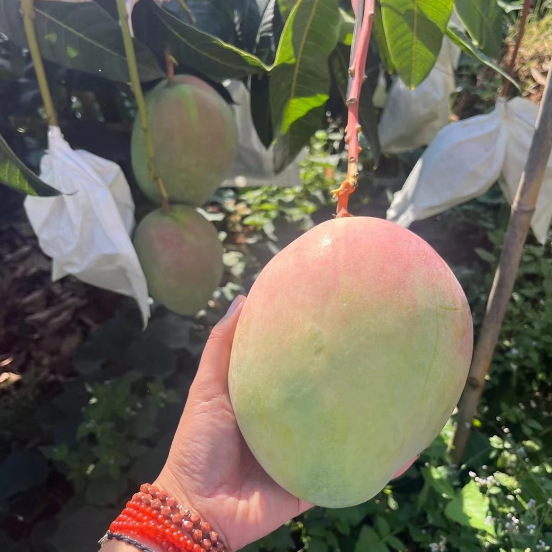 A【放软食用】攀枝花凯特大芒果香甜多汁新鲜当季水果现摘现发3/9斤