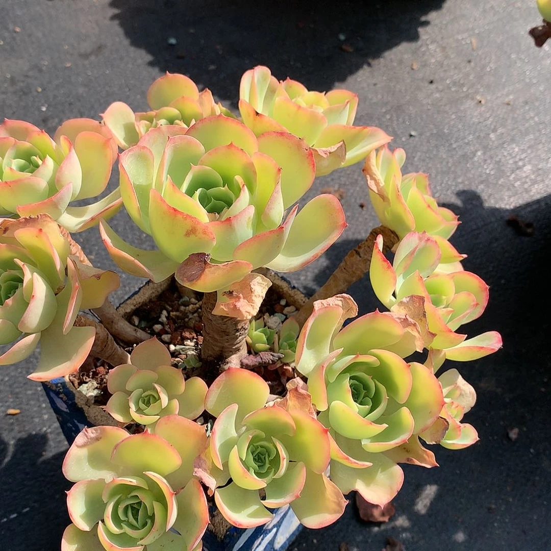 阿*柠檬玫瑰多肉脱土