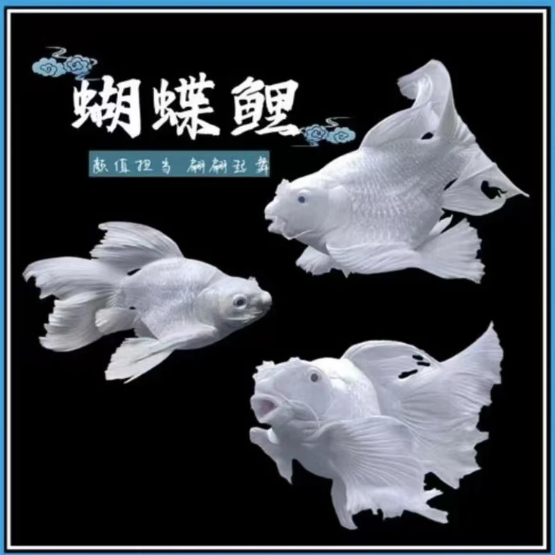 台湾纯种蝴蝶鲤鱼贵妃短身球体混养饲养活体观赏鱼大尾巴包邮包活