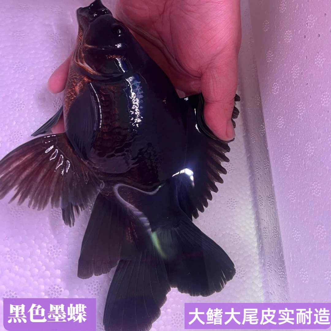 黑色墨蝶蝴蝶鲤大鳍大尾普身墨蝶成品鱼冷水鱼活体耐活包活观赏鱼