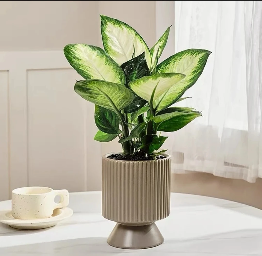 红杯玛丽安万年青粉黛室内桌面盆栽植物茱萸植物养护耐寒长期