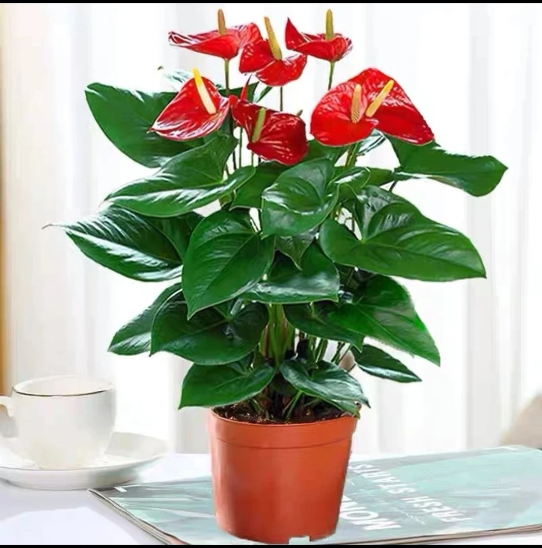 拍一发二骄阳红掌盆栽大盆高档室内植物桌面绿植