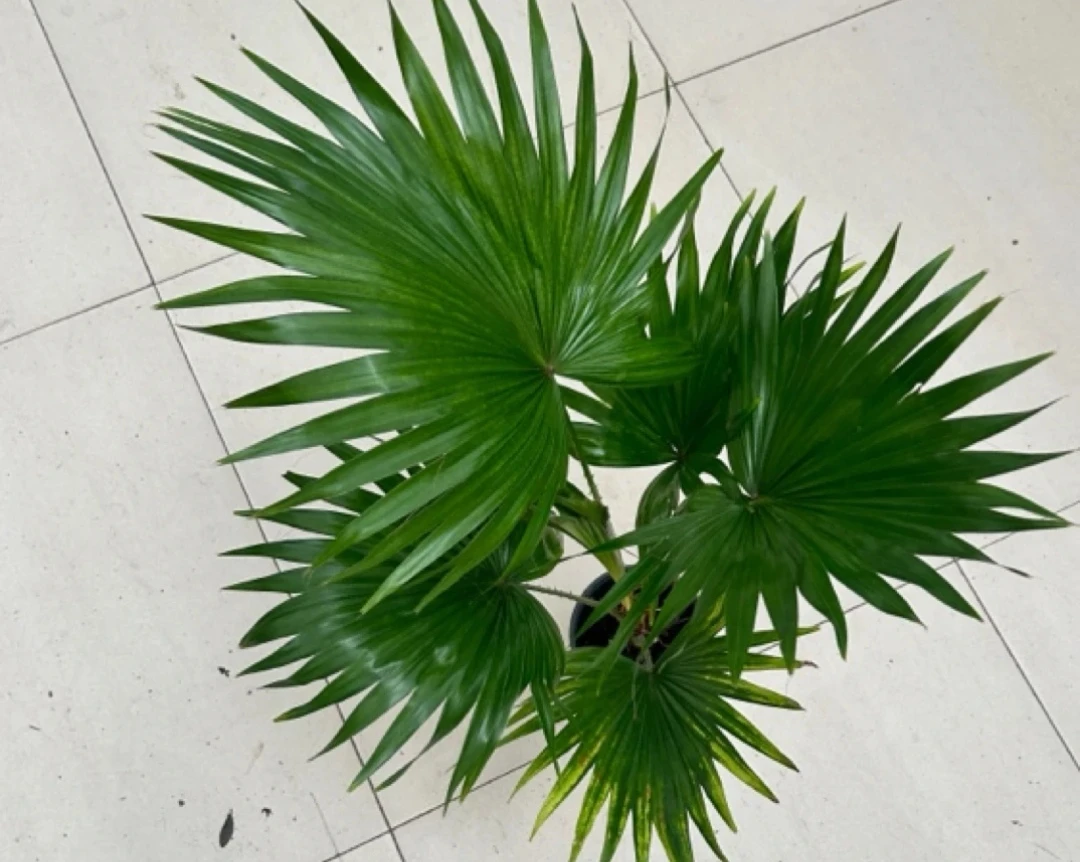 蒲葵棕榈科植物好养美丽盆栽