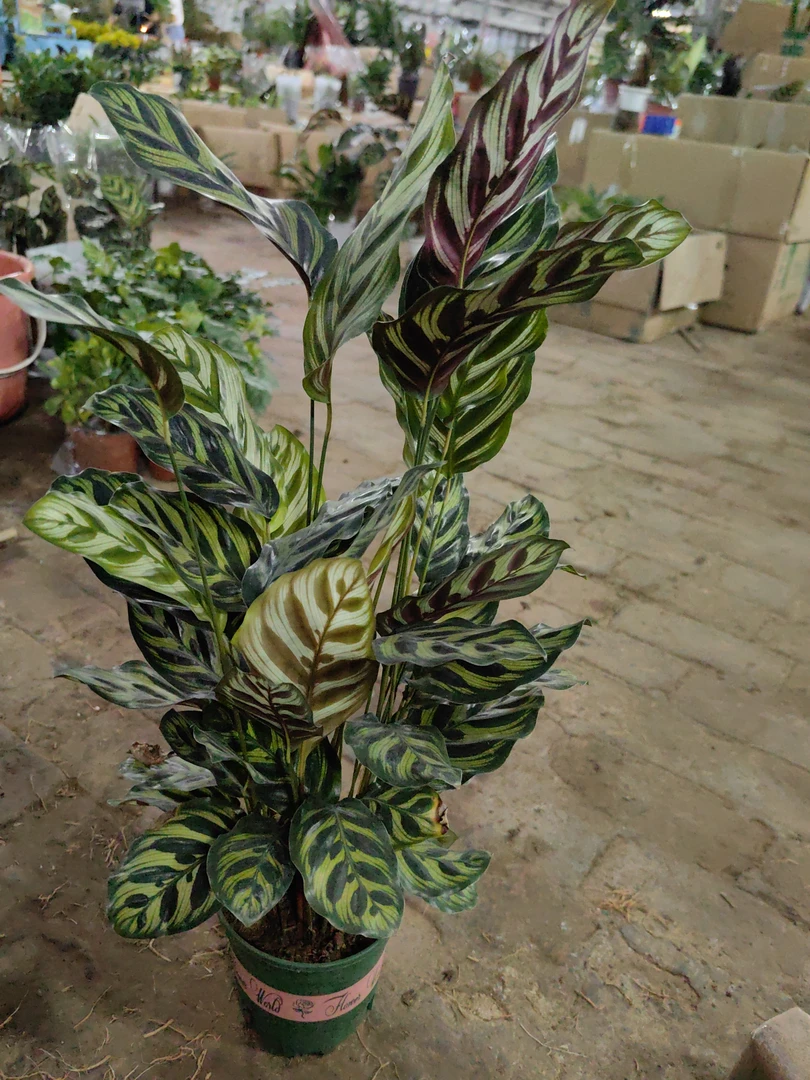 大孔雀竹芋好养植物盆栽