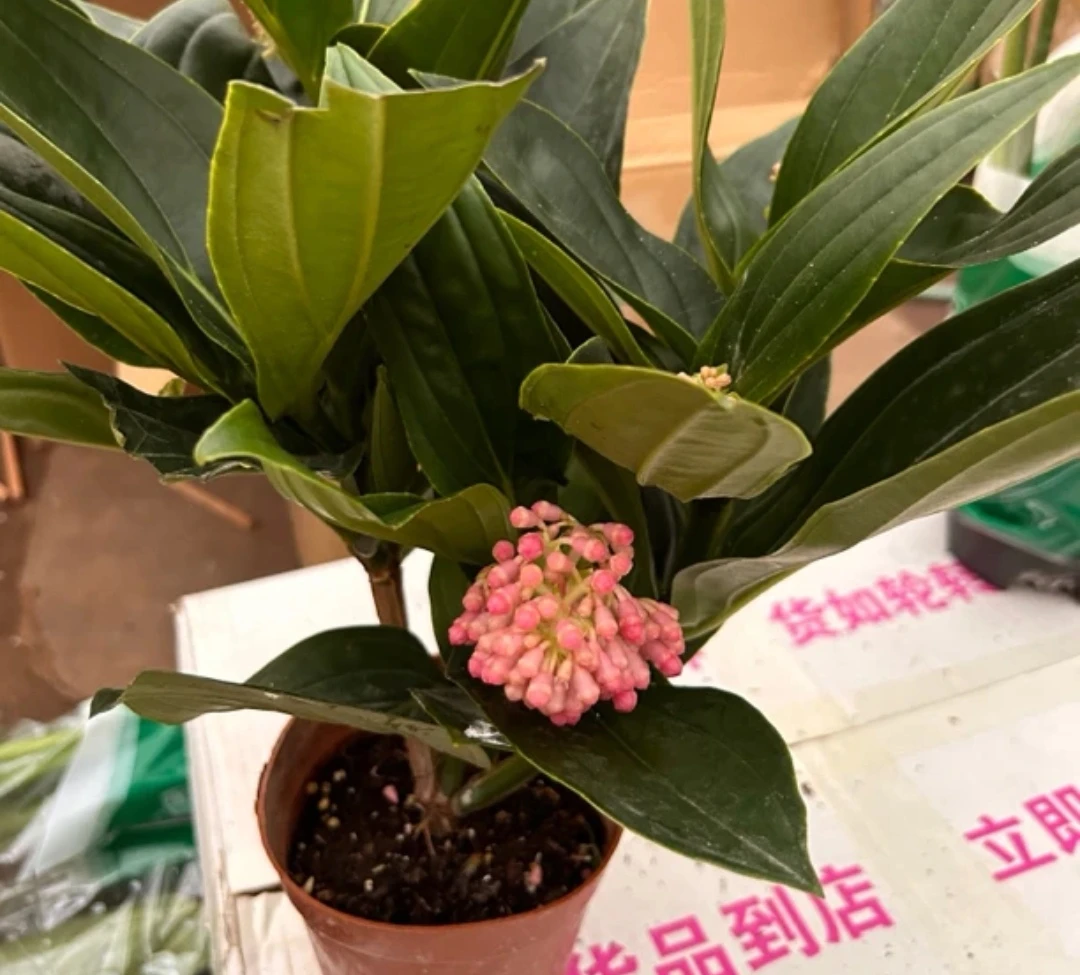 宝莲灯好养美丽观花植物