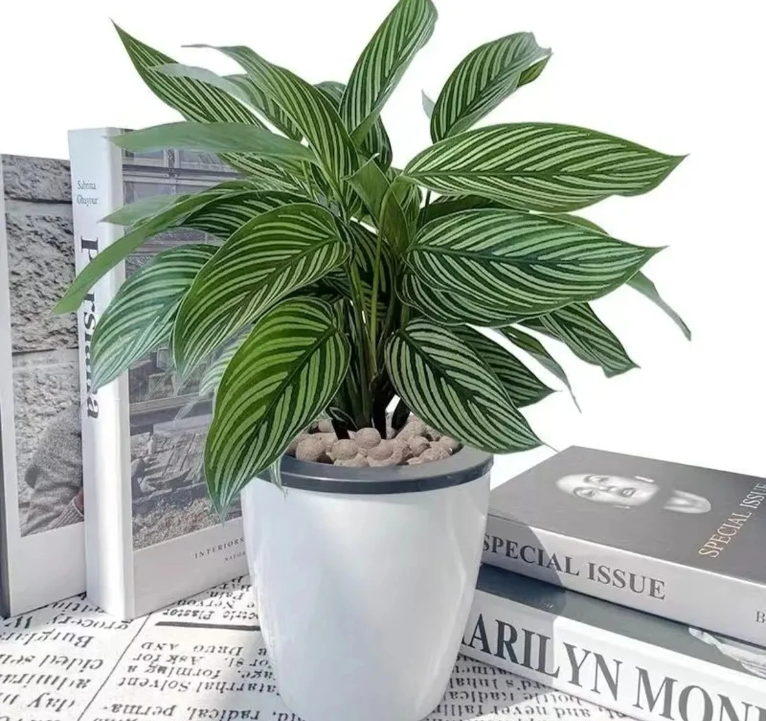 青纹茱萸室内造型空气净化器盆栽植物养护发货季节自然实物产品