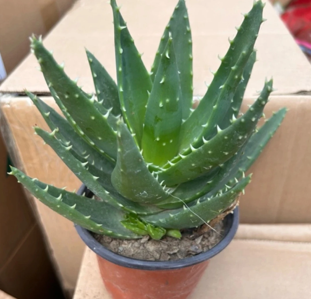 芦荟不夜城多肉植物好养干净。
