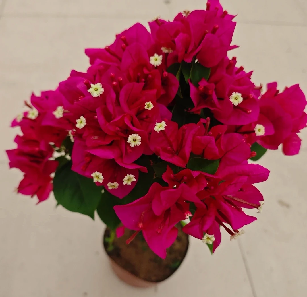 三角梅好养四季开花美丽观花植物