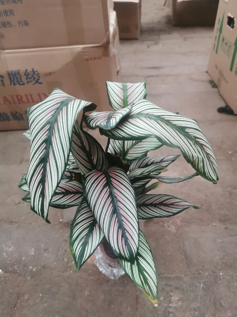 粉色双线茱萸好养美丽植物盆栽净化空气