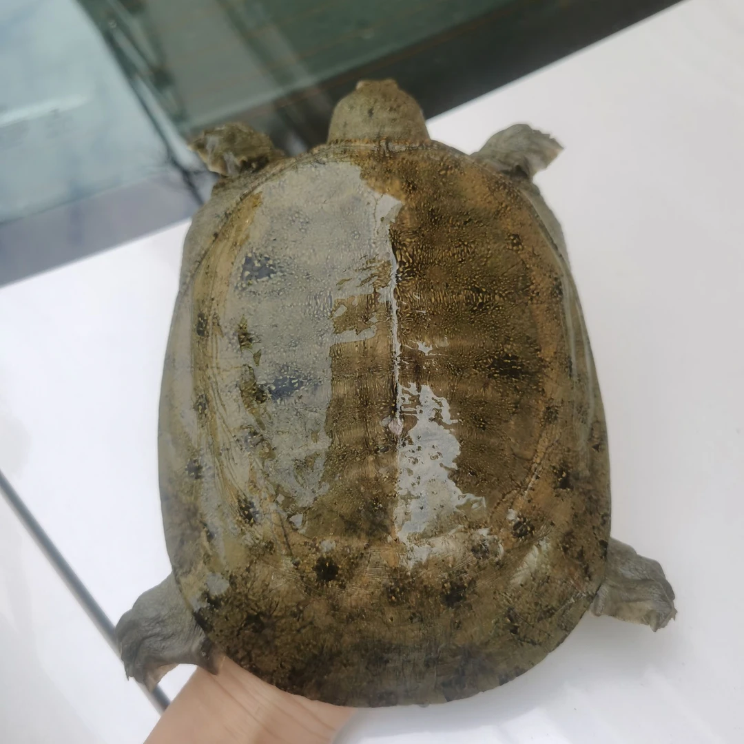 乌鳖老甲鱼不支持退货退款