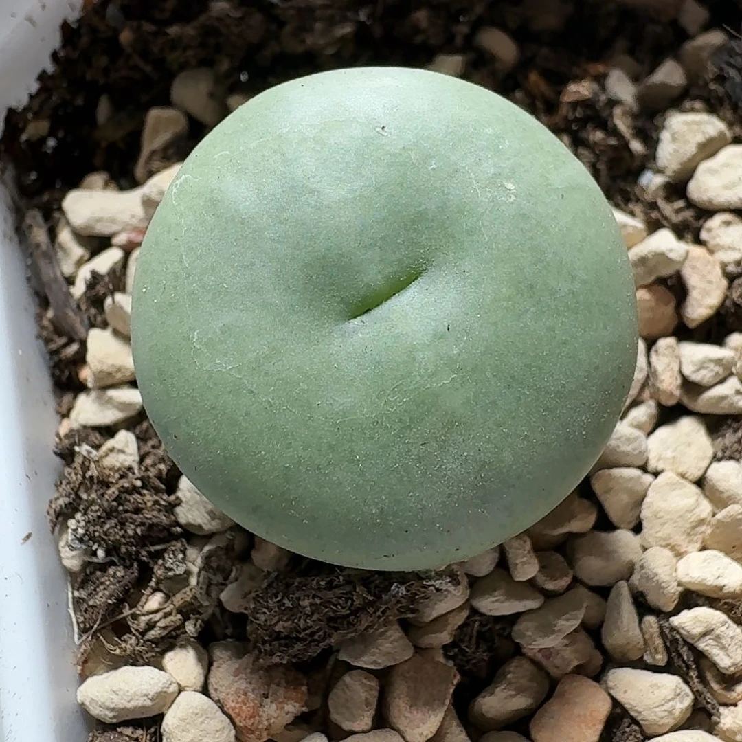 吃****饱德国进口啦啦啦德玛西亚