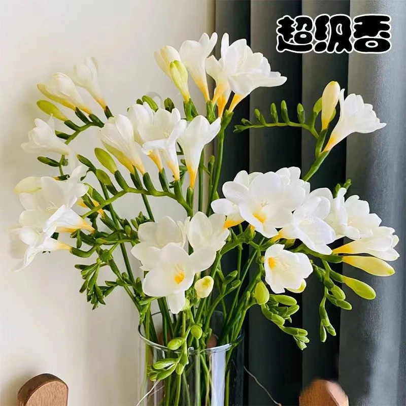 香雪兰[香味较浓]鲜花云南基地直发冷链包邮办公室水培花束花期长