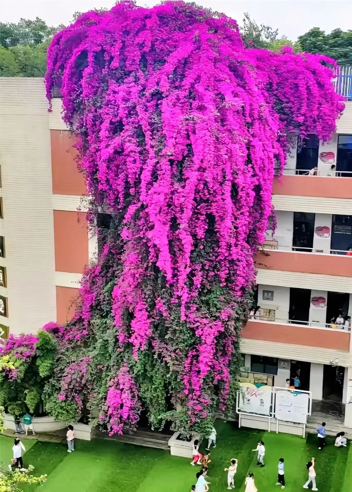 三角梅 运输途中会出现掉花落叶的情况介意慎拍 换盆不售后