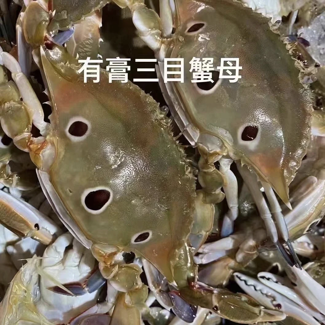 惠来神泉港  三目蟹母4只（拍下发5斤）