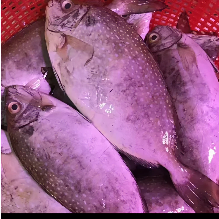惠来神泉港  泥猛鱼一斤杀好3-4条 (拍下发5斤)