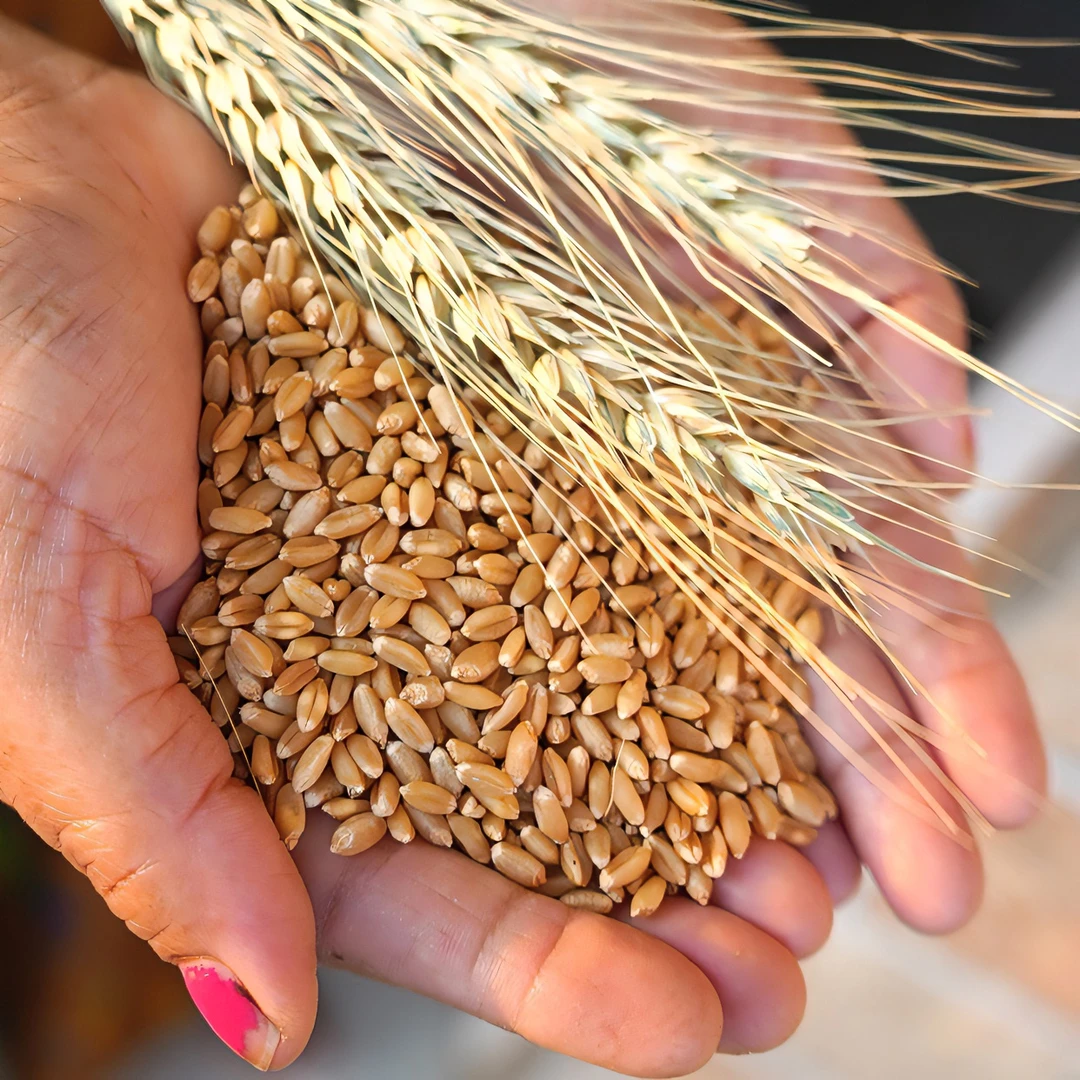 山西临汾农户自家小麦2023年6月份麦子5斤9斤装