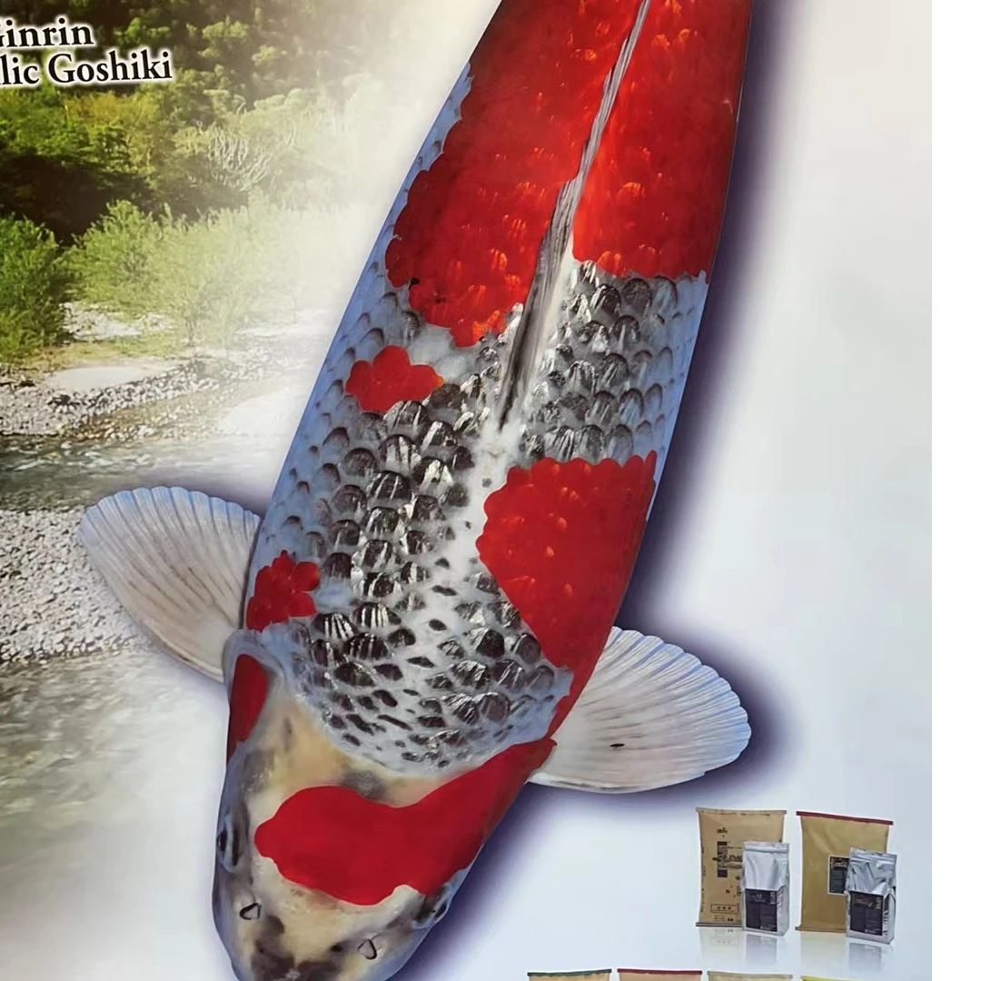 精品锦鲤，大日血统