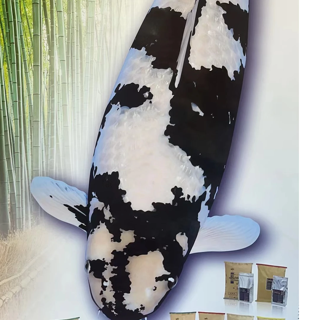 精品昭和尽锦鲤当岁，尺寸25公分，大日超级怪兽血统