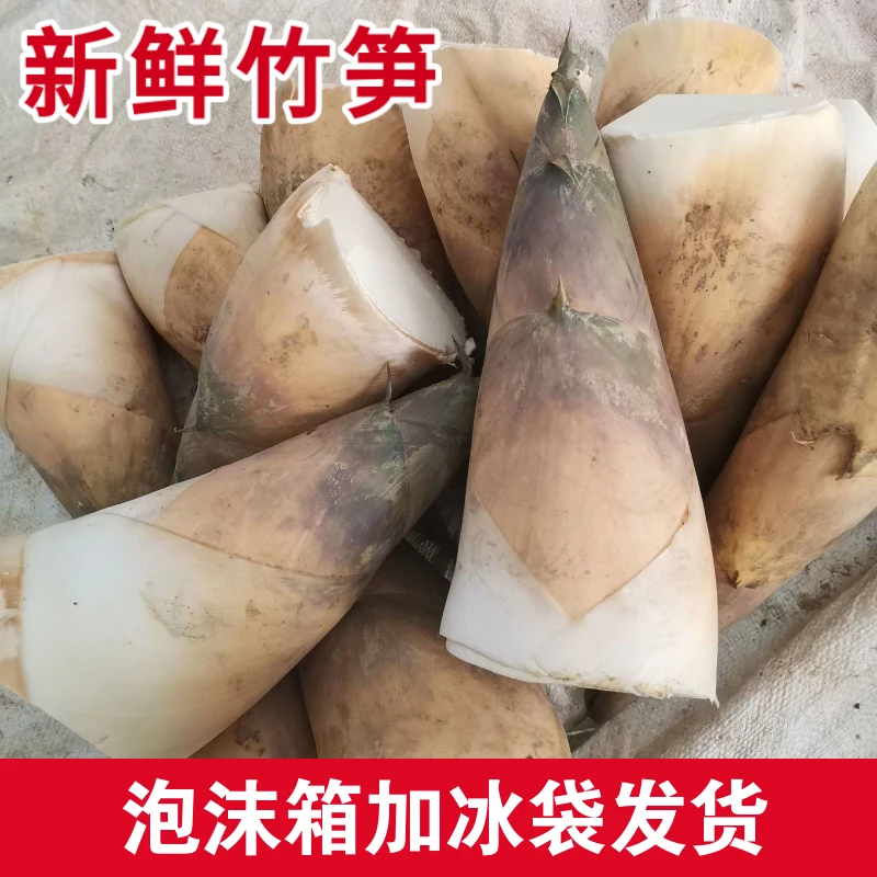 竹笋潮汕埔田竹笋笋子当季竹笋竹甜笋广东麻竹笋新竹笋新鲜嫩笋尖