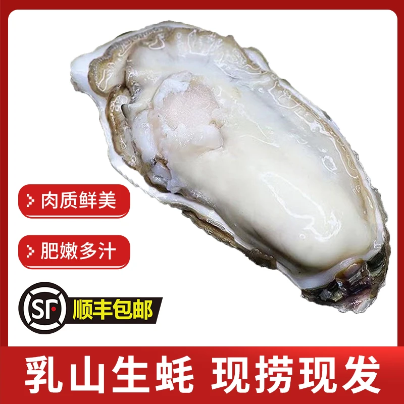 乳山生蚝4-5两 特大号生蚝9-10只包鲜包肥/海鲜/好吃/食用农产品