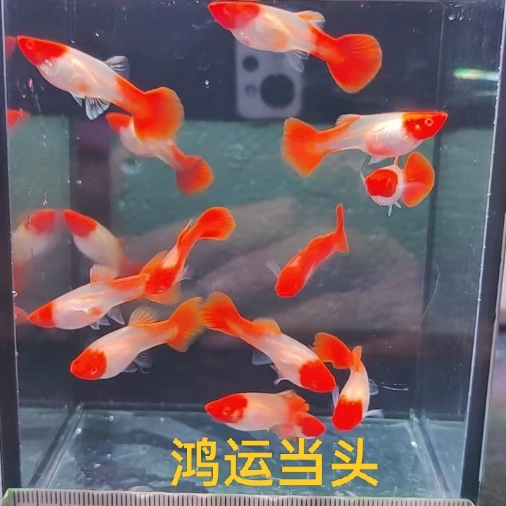 孔雀鱼鸿运当头2-3厘米    死亡超过备损按照均价赔付