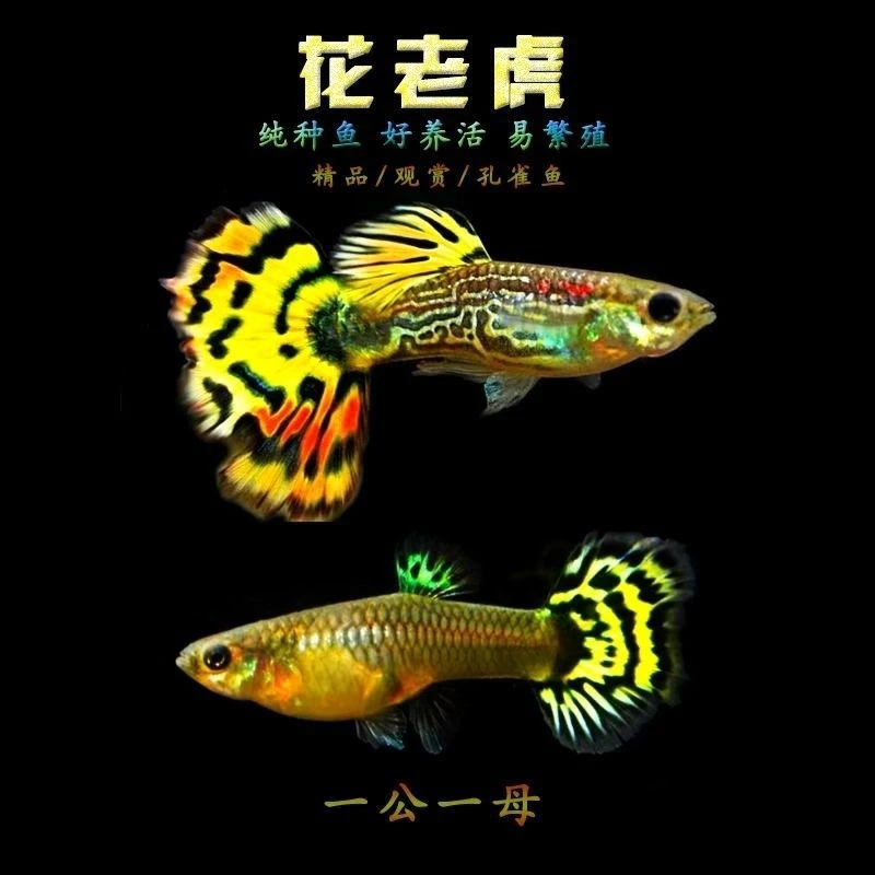 孔雀鱼花老虎2-3厘米     死亡超出备损按照均价赔付