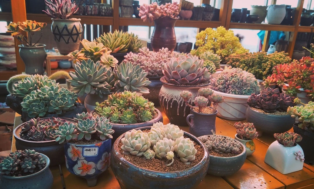 对应编号价格 一物一拍 云南多肉基地直发 默认脱土发货不含盆