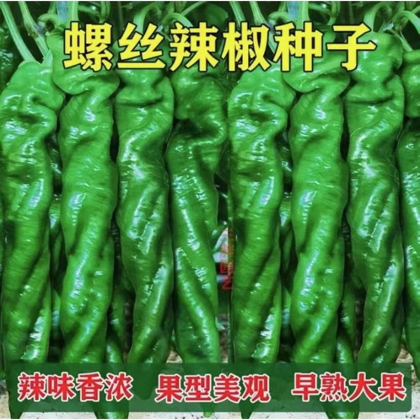 【拍2送1】高产特大螺丝椒种子香辣螺丝尖椒四季盆栽辣椒蔬菜种籽