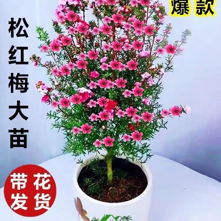 澳洲松红梅一树多色耐寒绿植花卉盆栽阳台客厅窗台庭院带原盆包邮