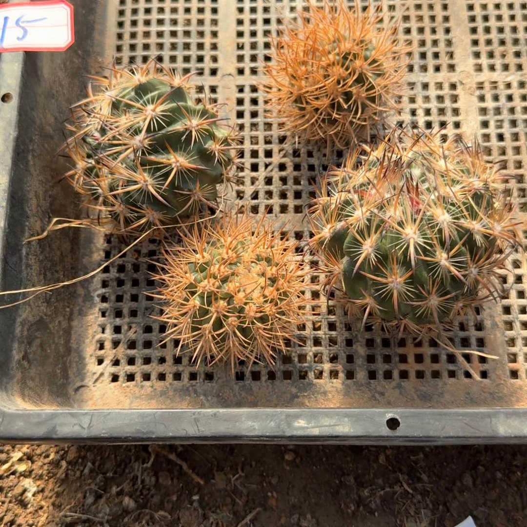 行*仙人球处理尾货 15