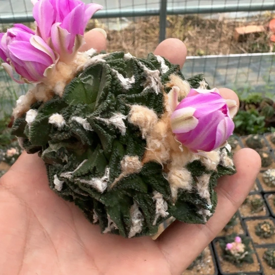 ?****y辛顿牡丹单头 9 公分左右