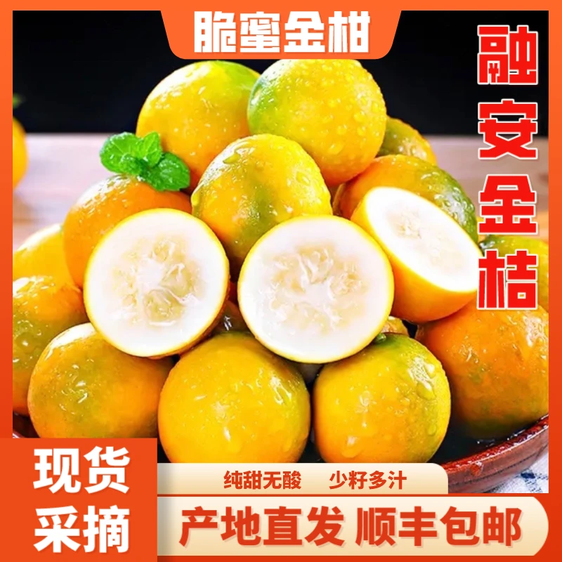 【平价专属】广西融安脆蜜金桔纯甜无酸原产地新鲜采摘顺丰包邮