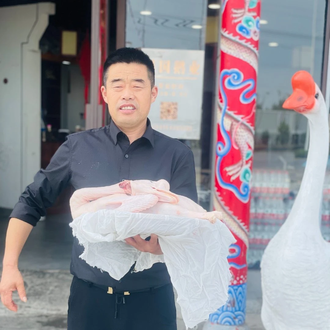 新鲜活鹅大白鹅母鹅净膛无爪无内脏冷鲜发货