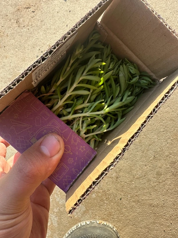 降一糖一草 小苗   箱装