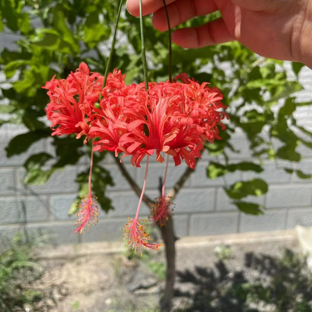 裂瓣凤尾室内阳台庭院四季开花好养宫廷吊花盆栽绿植