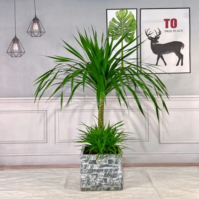 【老桩龙血树】大型植物多头龙血树造型龙铁树吸甲醛客厅好养